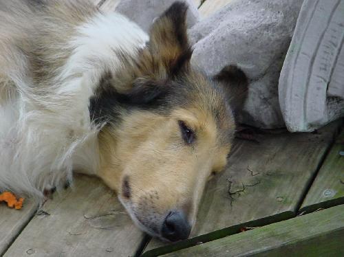 Maggie a Adult Female Collie (long coat) adopted through Collie Rescue