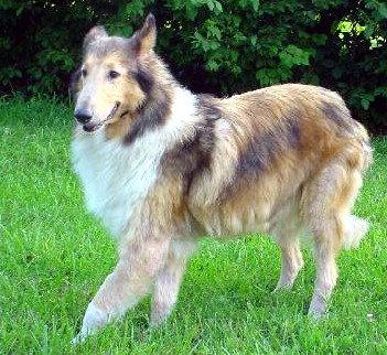 Maggie - photo 3