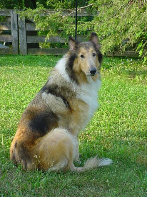 Maggie - photo 2