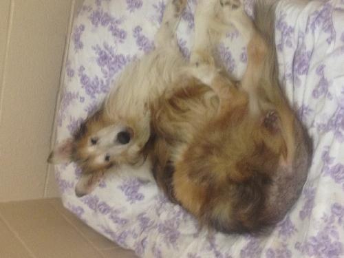 Casper - photo 2