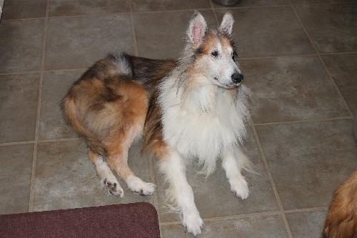 Casper a Senior Male Collie (long coat) adopted through Collie Rescue