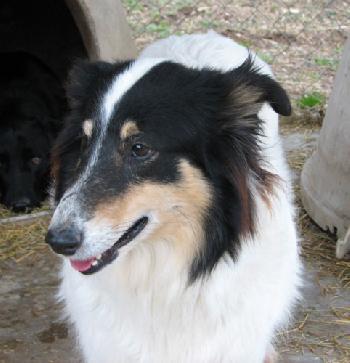 Misty a Adult Female Collie (long coat) adopted through Collie Rescue