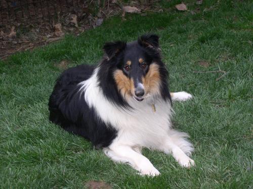 Emmie a Young Female Collie (long coat) adopted through Collie Rescue