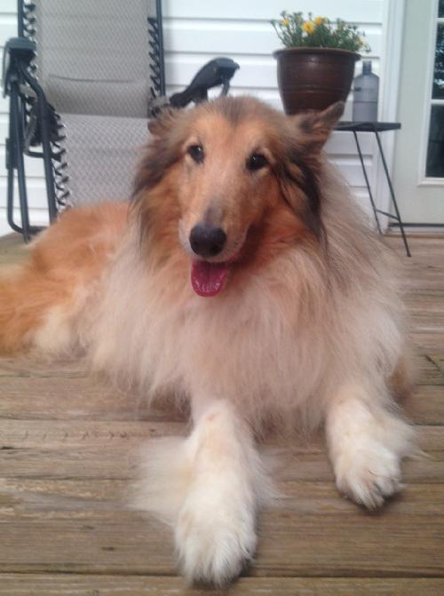 Penny a Senior Female Collie (long coat) adopted through Collie Rescue