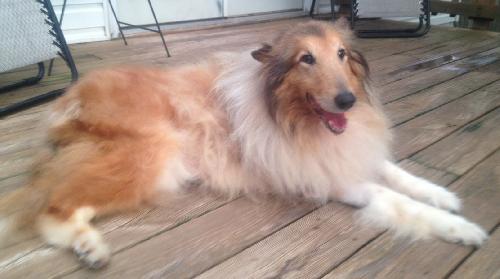 Penny - photo 4