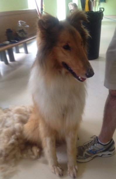 Ace a Adult Male Collie (long coat) adopted through Collie Rescue