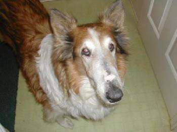 Lily a Senior Female Collie (long coat) adopted through Collie Rescue