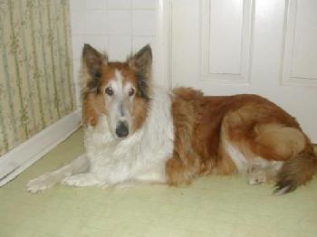 Lily - photo 2