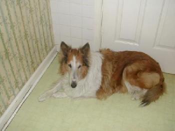 Lily - photo 3