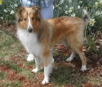 Mike a Young Male Collie (long coat) adopted through Collie Rescue