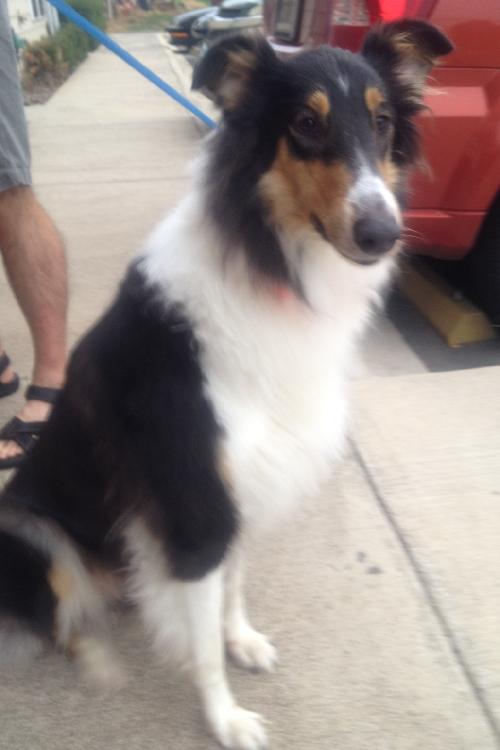 Lady a Adult Female Collie (long coat) adopted through Collie Rescue
