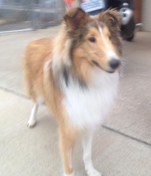 Bailey a Young Female Collie (long coat) adopted through Collie Rescue