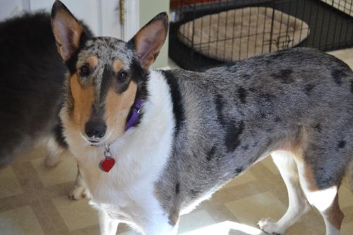 Azure a Adult Female Collie (medium coat) adopted through Collie Rescue