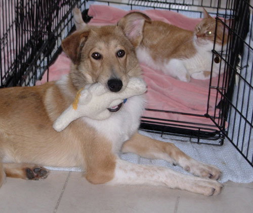 Hart a Young Male Collie (short coat) adopted through Collie Rescue