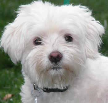 Happy a Adult Male Maltese (medium coat) adopted through Collie Rescue