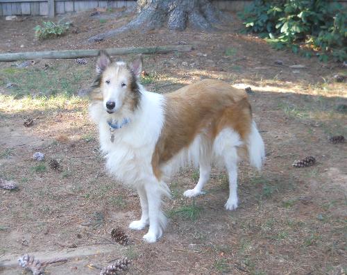 Katie a Senior Female Collie (long coat) adopted through Collie Rescue