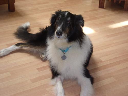 Pal a Adult Male Collie (long coat) adopted through Collie Rescue