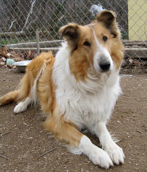 Misty a Adult Female Collie (long coat) adopted through Collie Rescue