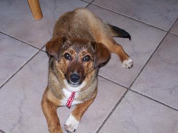 Sweetie a Young Female Corgi / Beagle / Mixed (short coat) adopted through Collie Rescue