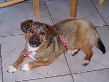 Sweetie - photo 2