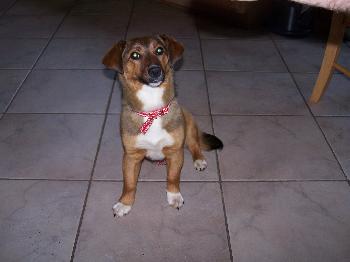 Sweetie - photo 3
