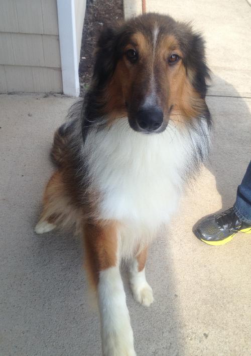 Lassie the Collie Boy a Young Male Collie (long coat) adopted through Collie Rescue