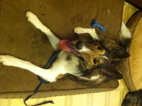 Lacey - photo 2