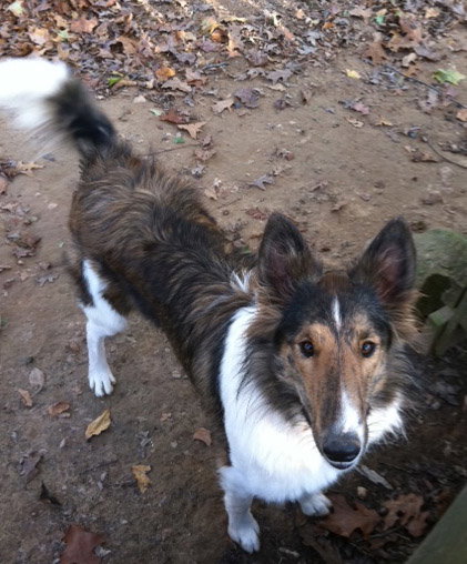 Lacey a Young Female Collie (long coat) adopted through Collie Rescue