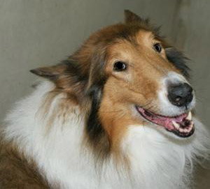 Oliver a Senior Male Collie (long coat) adopted through Collie Rescue