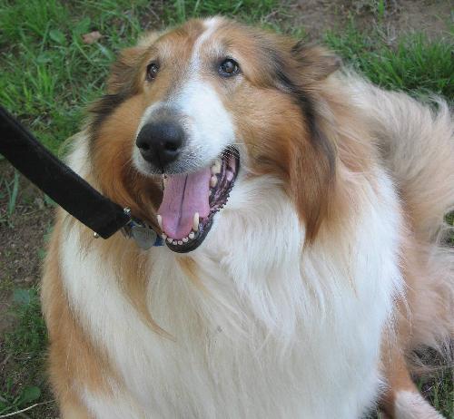 April a Adult Female Collie (long coat) adopted through Collie Rescue
