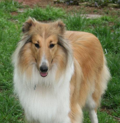 Callie a Adult Female Collie (long coat) adopted through Collie Rescue