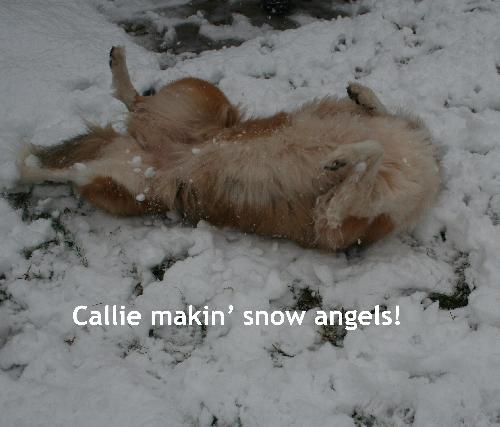 Callie - photo 2