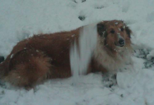 Callie - photo 3