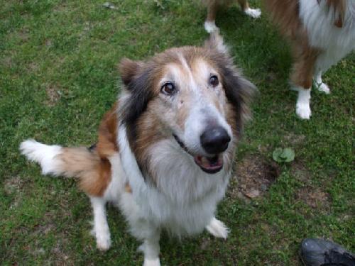 Gracie - photo 3