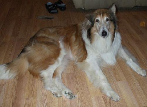 Gracie - photo 2