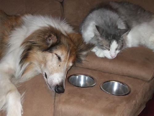 Gracie a Adult Female Collie (long coat) adopted through Collie Rescue