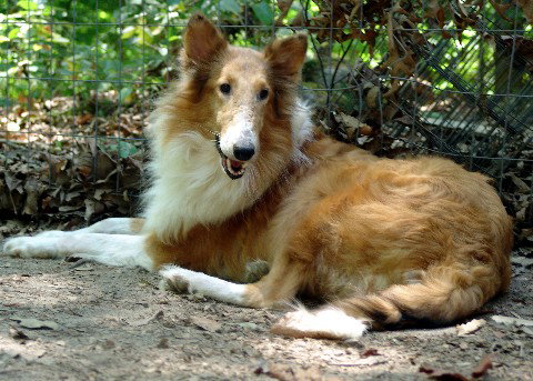 Colleen a Adult Female Collie (long coat) adopted through Collie Rescue