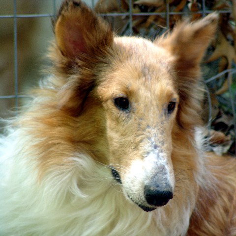 Colleen - photo 2