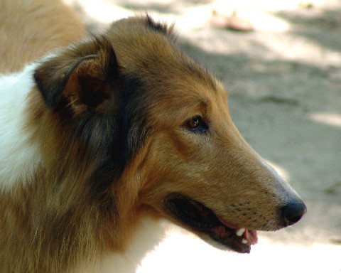 Lizzie a Adult Female Collie (long coat) adopted through Collie Rescue