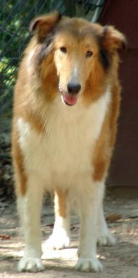 Lizzie - photo 2