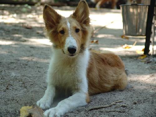 Dingo a Baby Male Collie (long coat) adopted through Collie Rescue