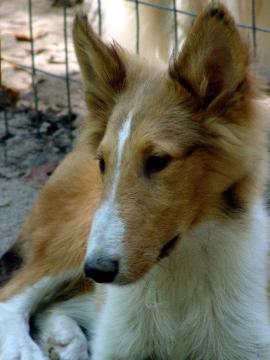 Dingo - photo 2
