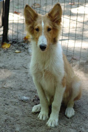 Dingo - photo 3