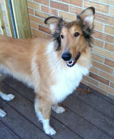 Copper a Young Male Collie (long coat) adopted through Collie Rescue
