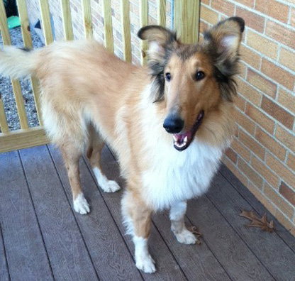 Copper - photo 2