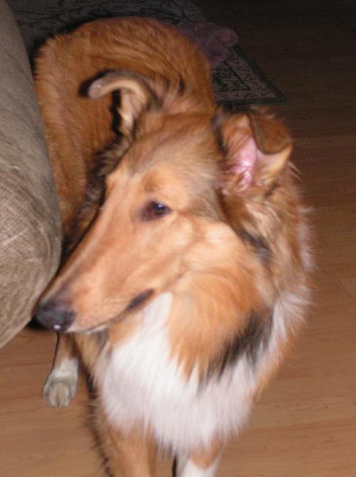 Copper - photo 3