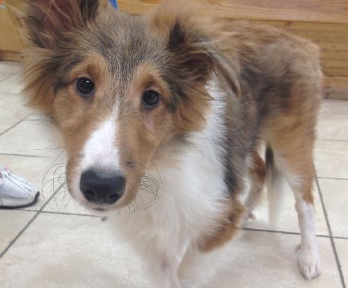 Barry a Young Male Collie (long coat) adopted through Collie Rescue
