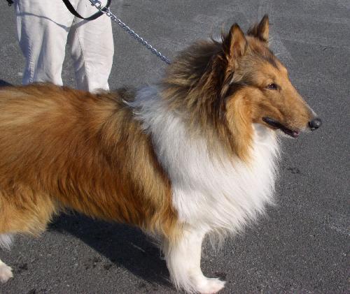 Jazz a Adult Male Collie (long coat) adopted through Collie Rescue