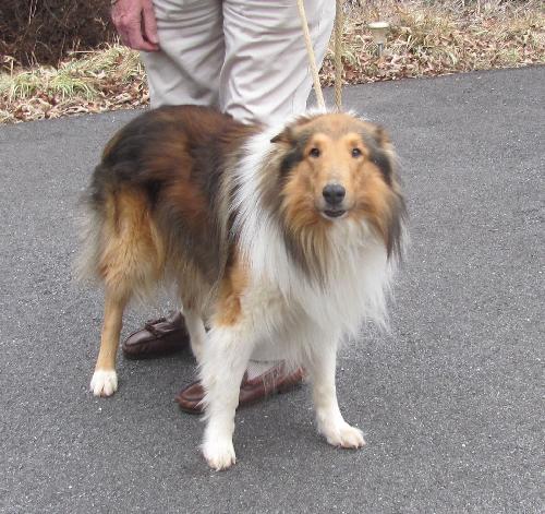 Laddie a Adult Male Collie (long coat) adopted through Collie Rescue