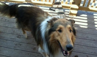 Laddie - photo 2